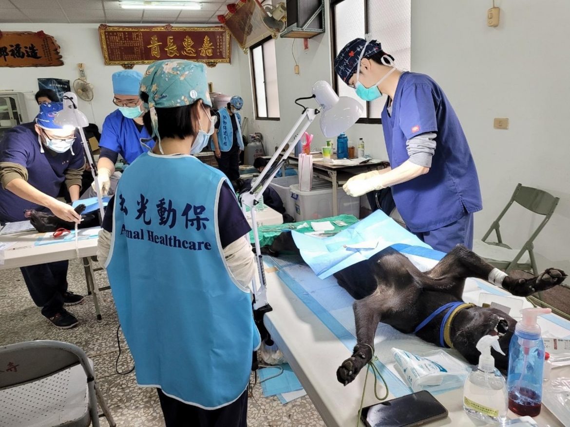冒低溫風雨協助犬貓絕育　弘光動保學程師生下鄉實習秀專業