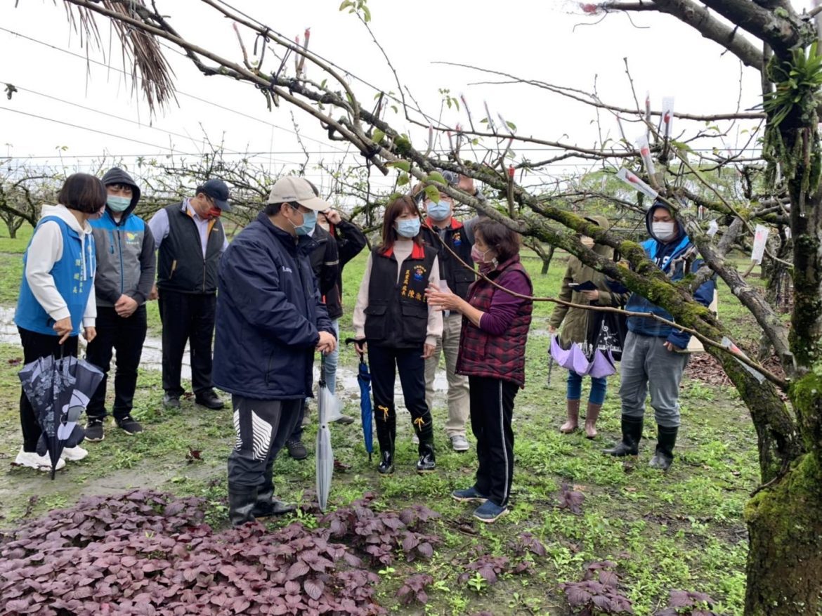 強烈大陸冷氣團來襲 花蓮高接梨穗受創嚴重