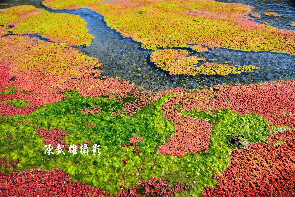 陳武雄弄影記03－武界紅萍