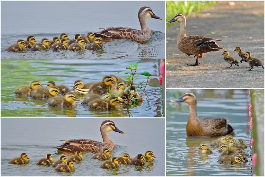 用鏡頭看鳥事∕花嘴鴨育雛　蘭陽平原自然風情畫超溫馨