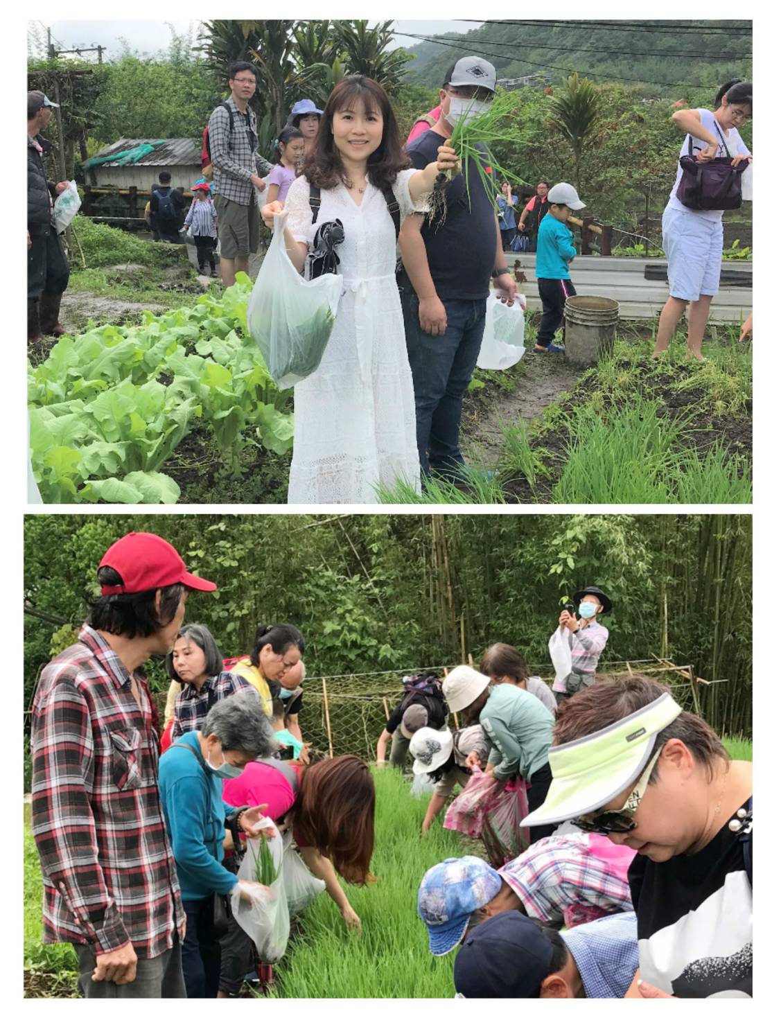 4月24日「蔥」味冠春蔬．平溪展售會取消