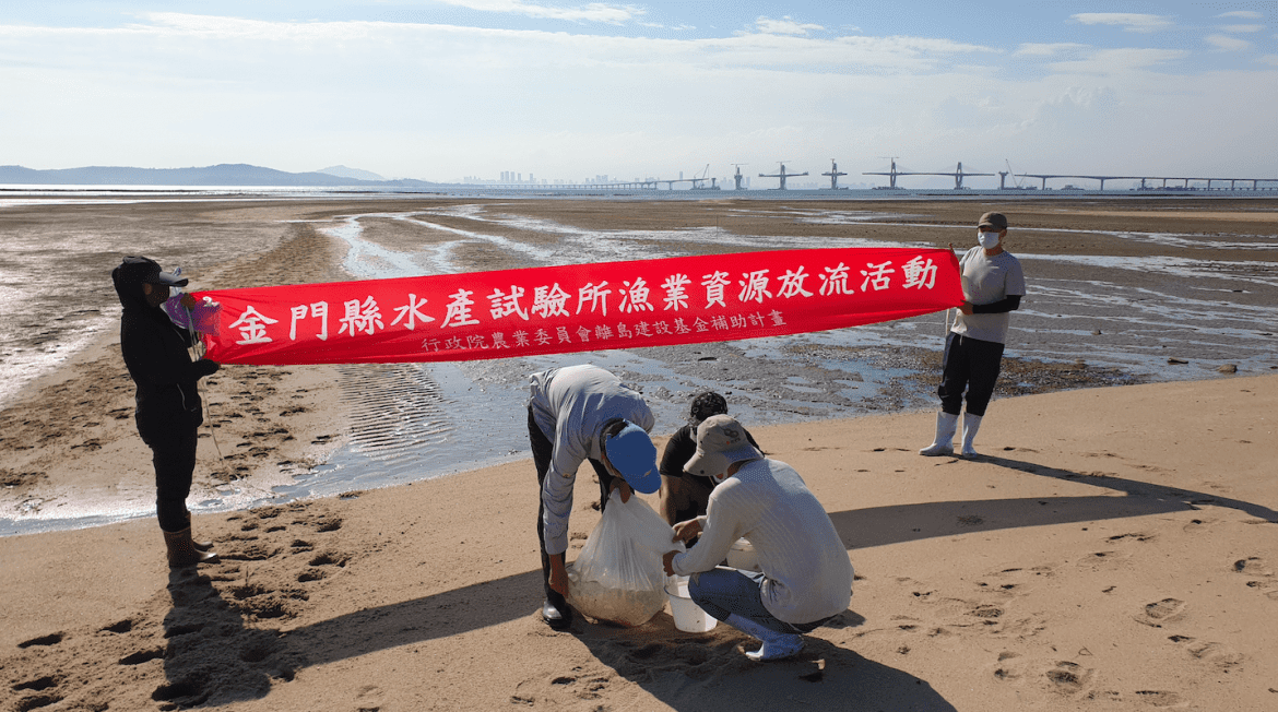 灘地上活化石「鱟」！金門縣水產試驗所育成三棘鱟苗20萬尾放流