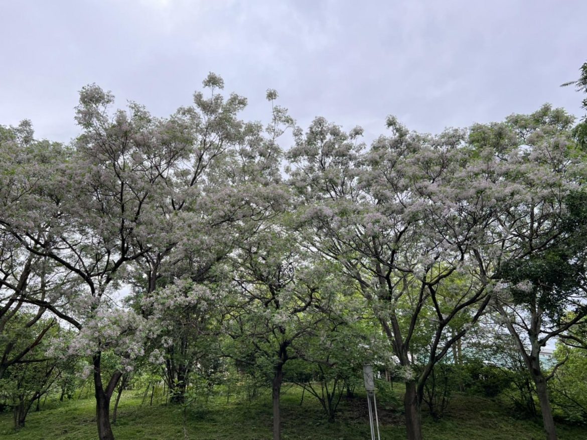 淡淡紫花蕊、幽幽苦楝香  中和4號公園賞苦楝、遛小孩