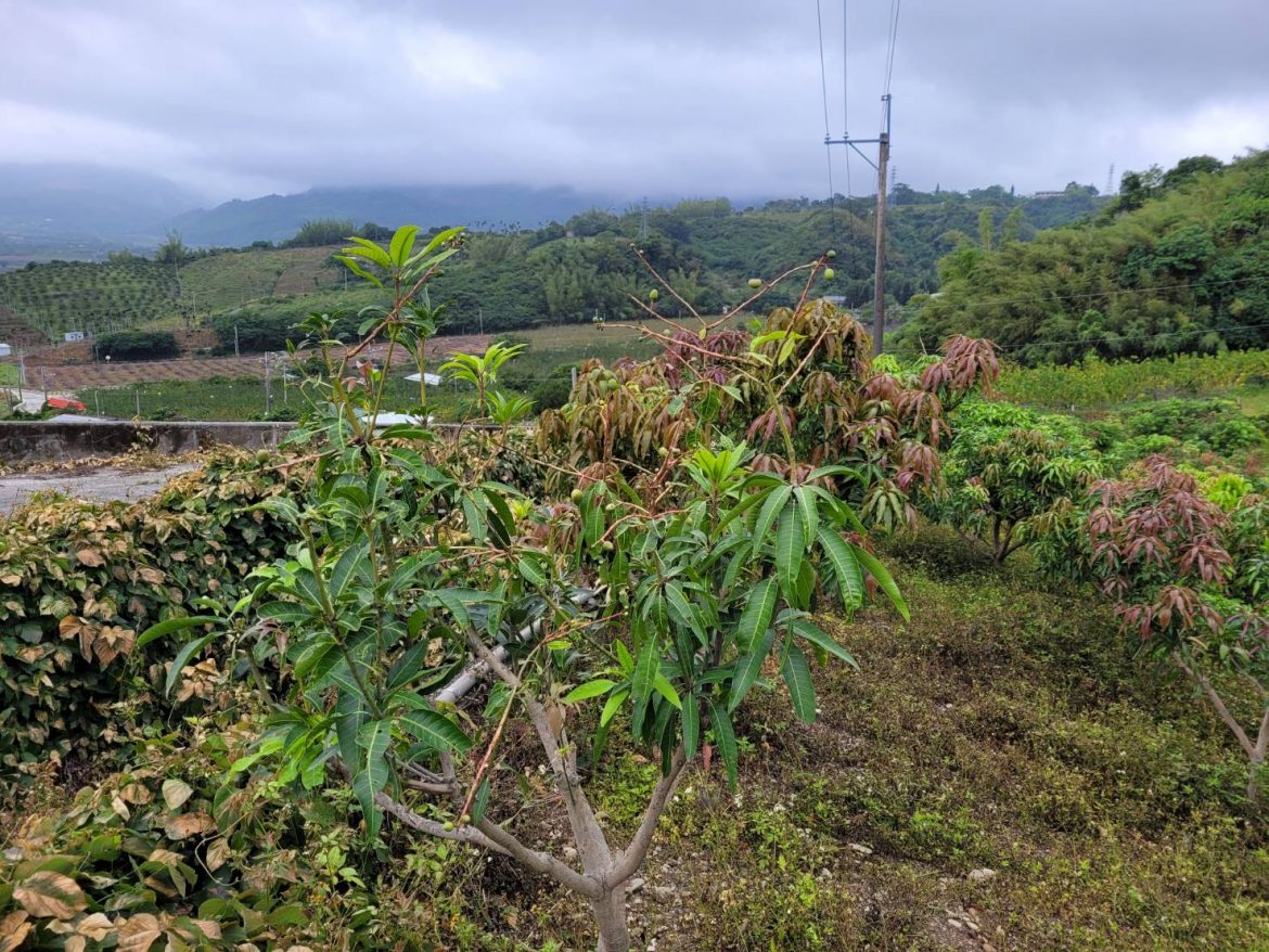 降雨影響結果率  台東芒果傳遲發性災情  台東縣府將協助申請認定補助