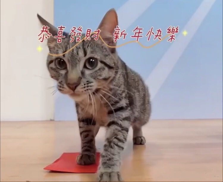 憨貓有憨福  虎斑貓「憨吉」因新北動保處拍攝短片找到幸福