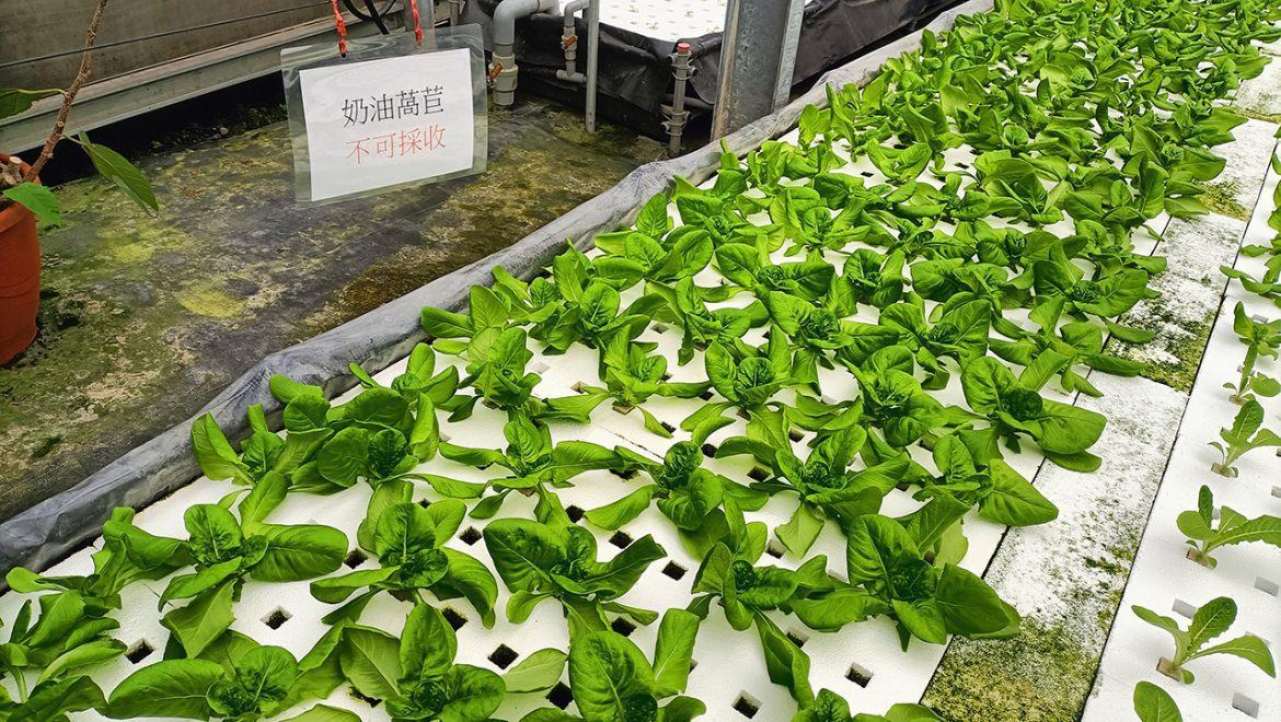 影音/魚菜共生低碳排放  佛光大學公事系盼提升綠色經濟效益的公共政策