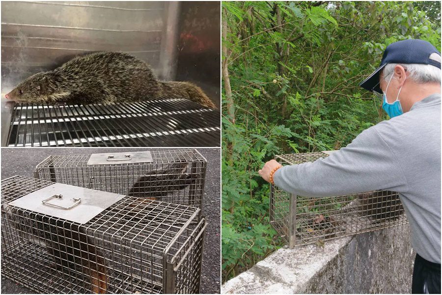 影音∕食蟹獴闖鳥園　碧涵軒園主就地野放