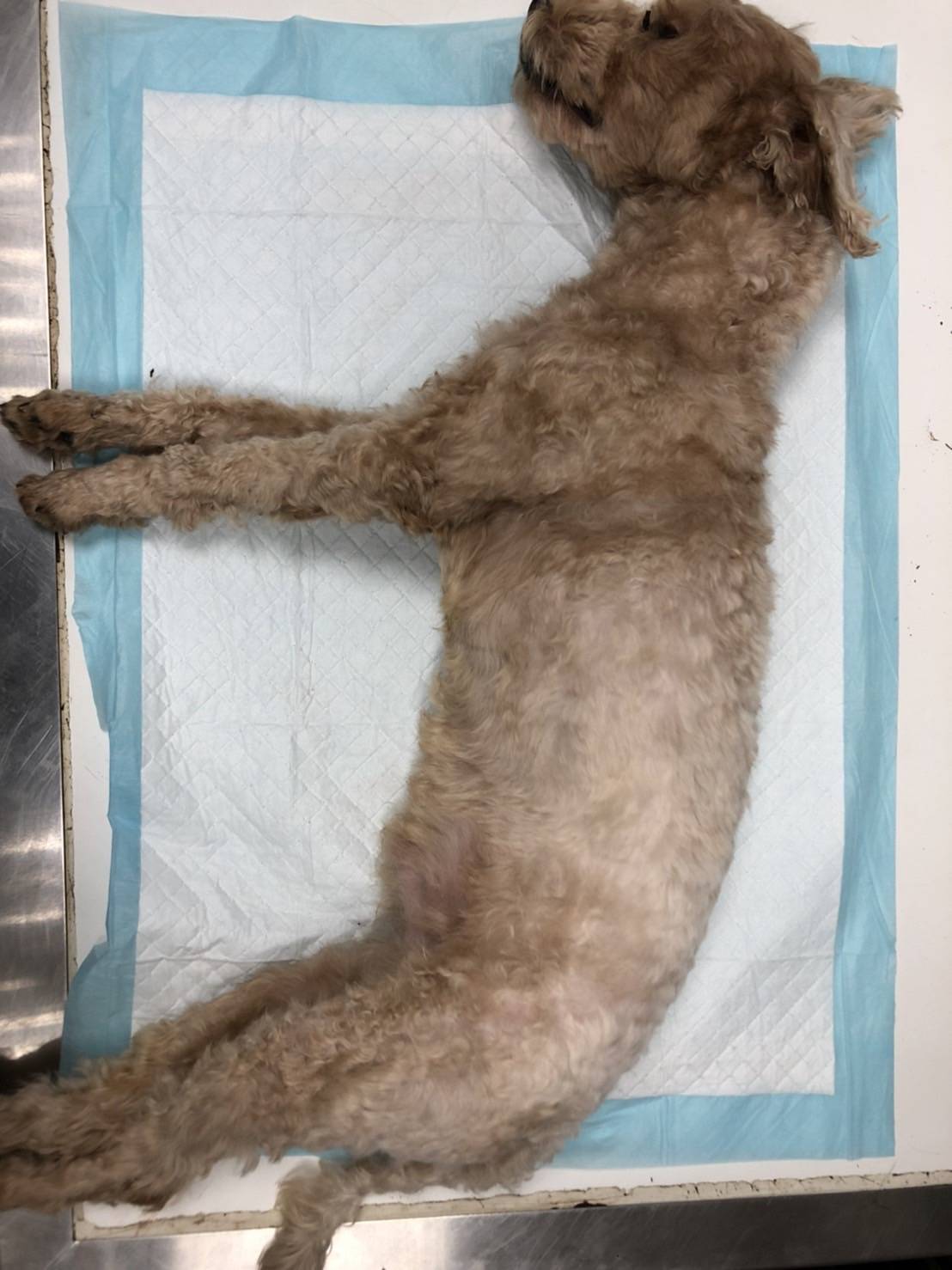 五股男子吊狗虐殺 犯嫌依動保法函送地檢署偵辦