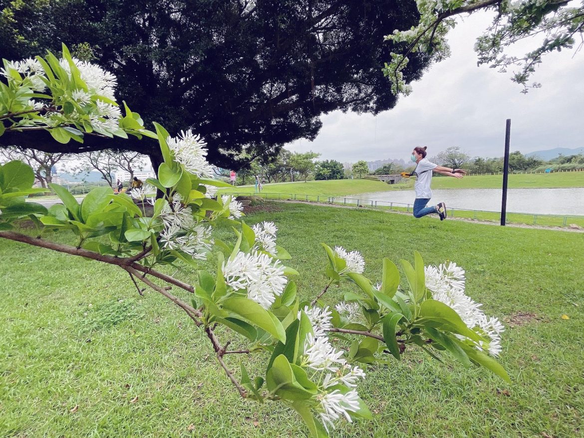 新北河濱再飄四月流蘇雪 賞花就趁現在