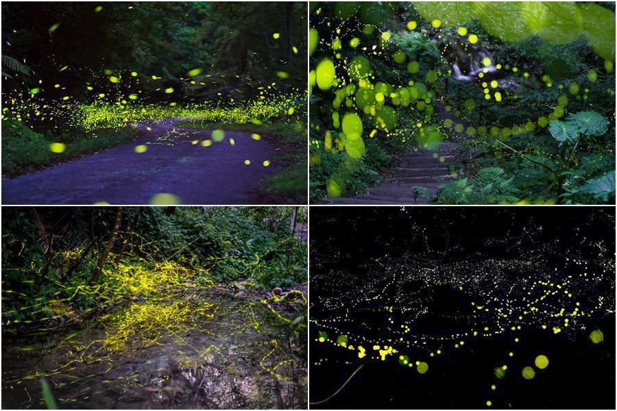 螢光閃閃的時節　4/15-5/31遊宜蘭持住宿憑證前1千名可免費參加賞螢
