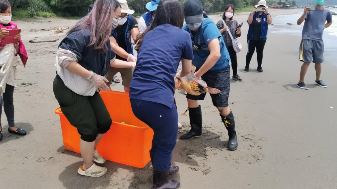 赤蠵龜台東海域野放  海洋保育署首次裝設發衛星報器收集洄游資訊