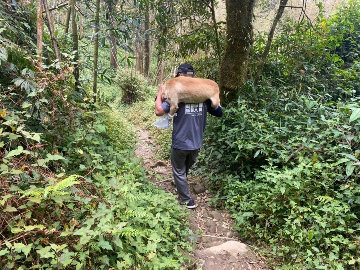 動保隊大凍山揹狗2小時下山救治  乖巧浪犬大黃盼愛心認養