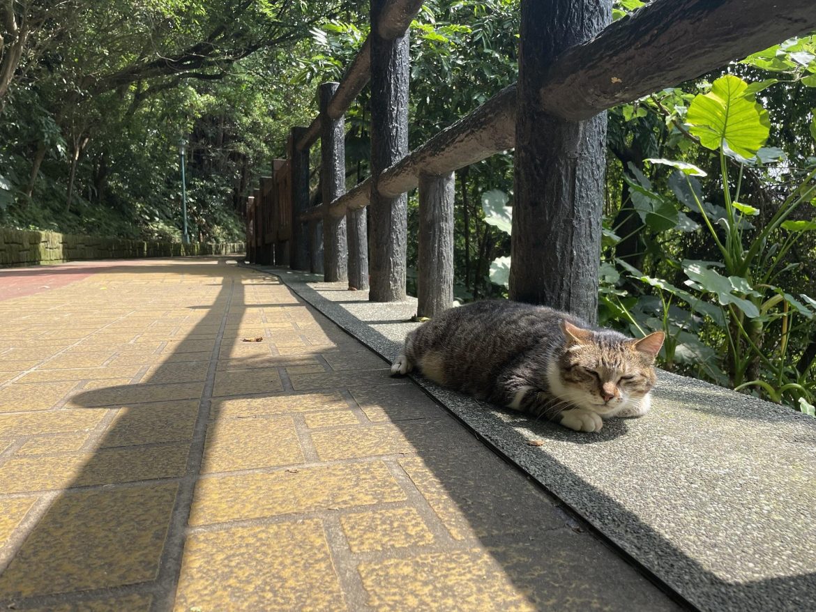 夏日城市中的涼爽覓徑「中和嘉穗公園」