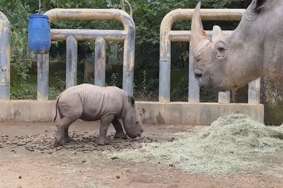 遊樂園添犀牛寶寶  「花生醬」6月和大家見面