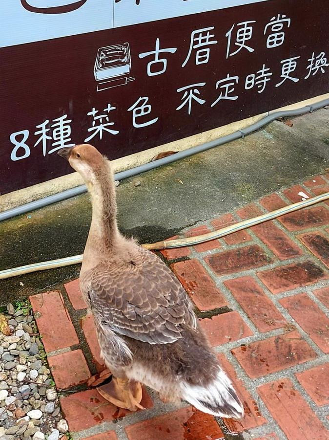 後山小調∕小鵝也在等飯包!?