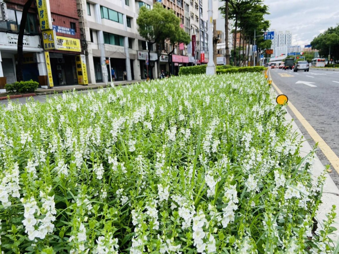 天使花現蹤板橋文化路
