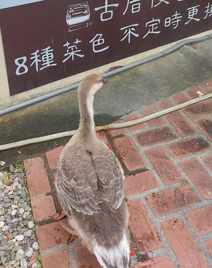 後山小調∕疫情中寵物的慰藉