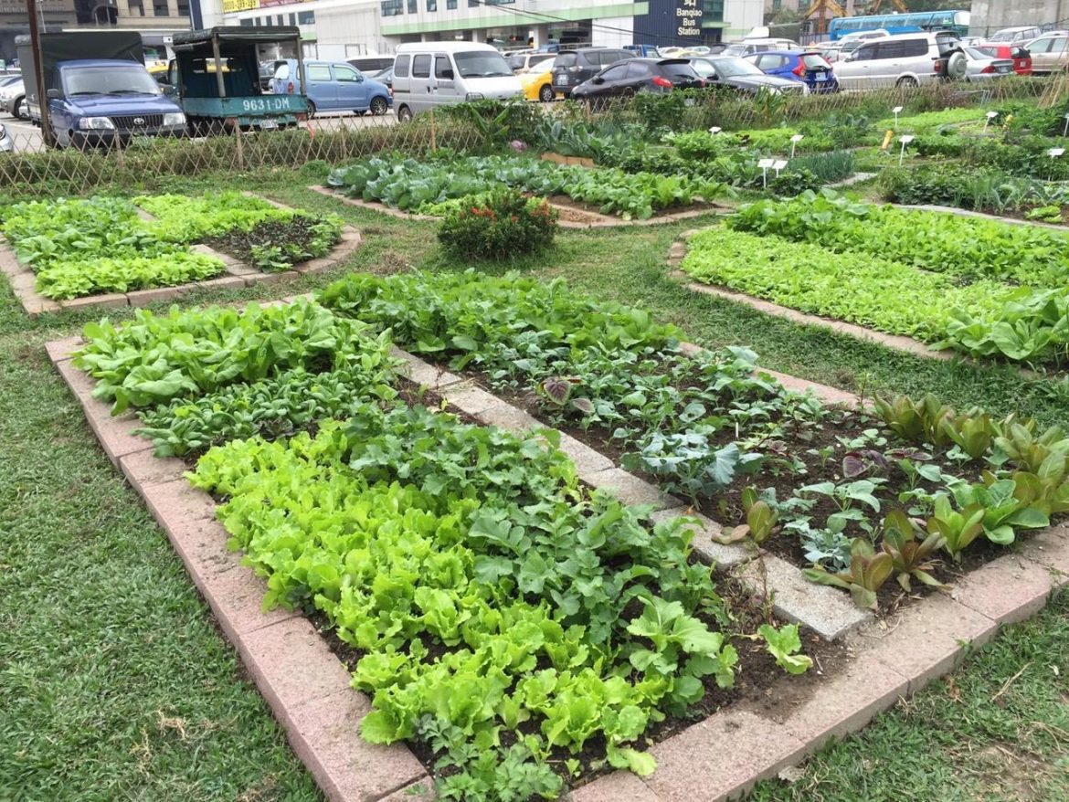 響應世界環境日  景觀處推都市農夫包抽獎活動、營造可食地景