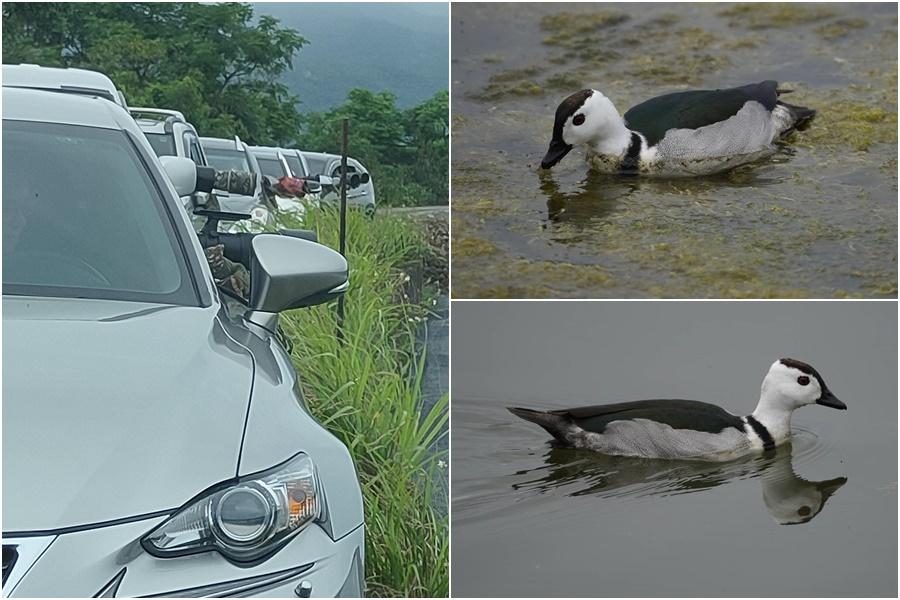 用鏡頭看鳥事∕迷鳥棉鴨現蹤宜蘭　險遭黑鳶偷襲得逞