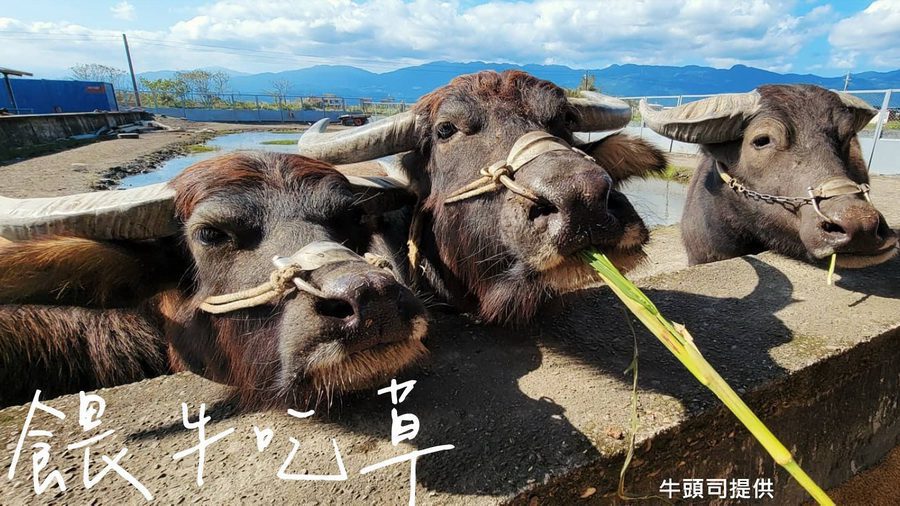 搭乘台灣好行暢遊東北角　動動手指填問卷還可抽好禮