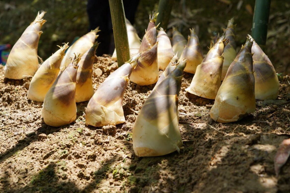 臺北花博農民市集 綠竹筍行銷及蝦產業嘉年華周末登場