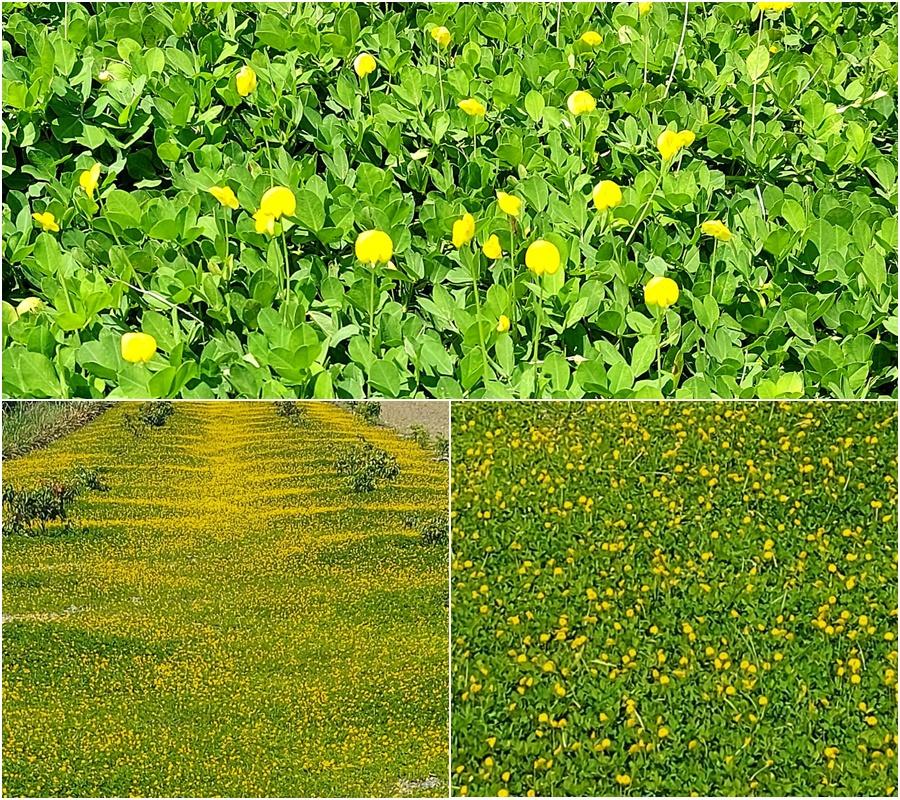 後山小調∕蔓花生綠黄相間的波浪花海