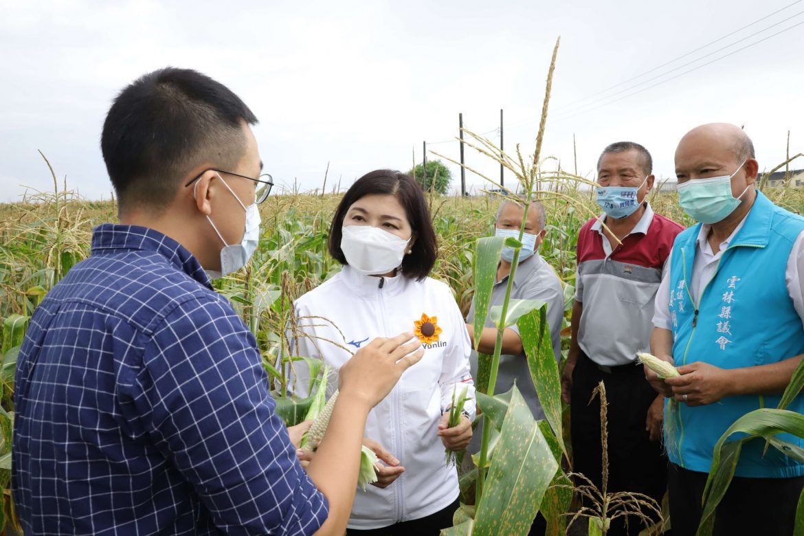 張麗善建議中央將雲林縣食用玉米列入災害救助