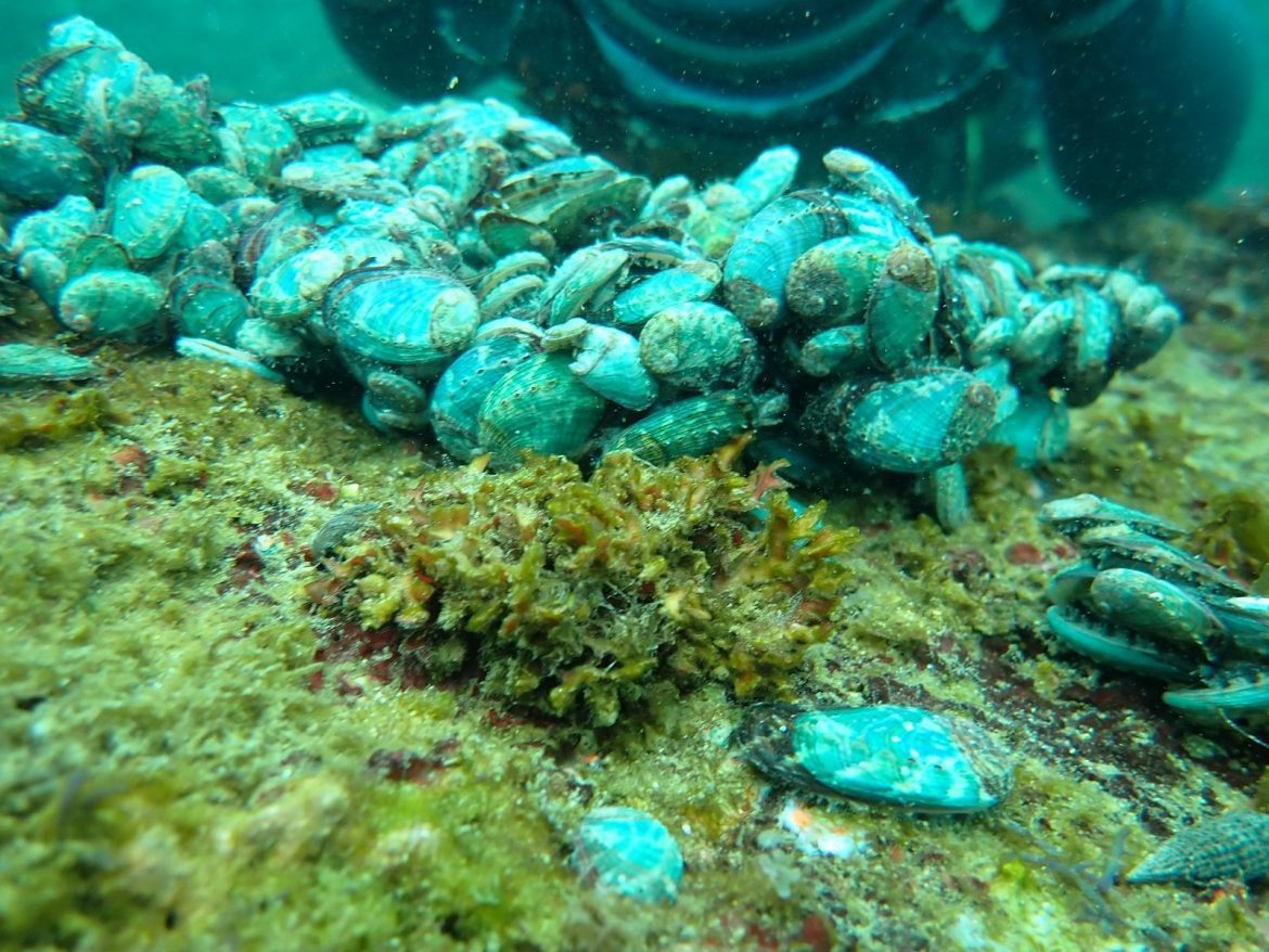 海洋教育向下扎根  福連畢業生潛水放流九孔鮑幼苗