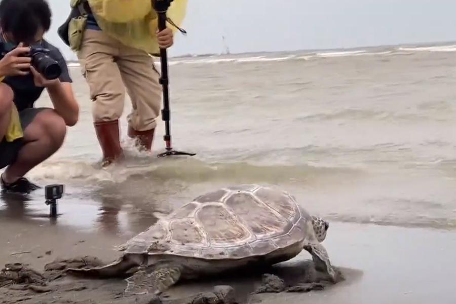 海洋野生動物救援有成  野放綠蠵龜回大海