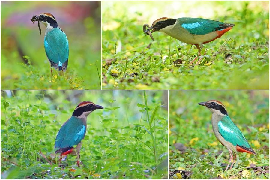 用鏡頭看鳥事∕夢幻夏候鳥現蹤　八色鳥重回三星育雛更顯珍貴