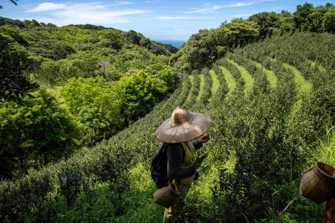 Chill石門樂農活　喫極北茶米茶