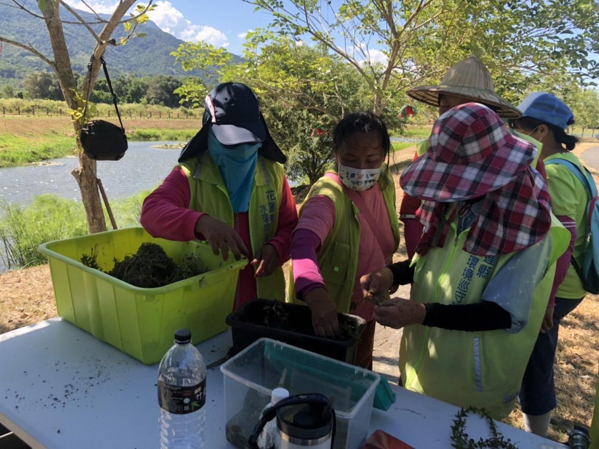 玉水圳人工溼地環教宣導　原生植栽豐富多元