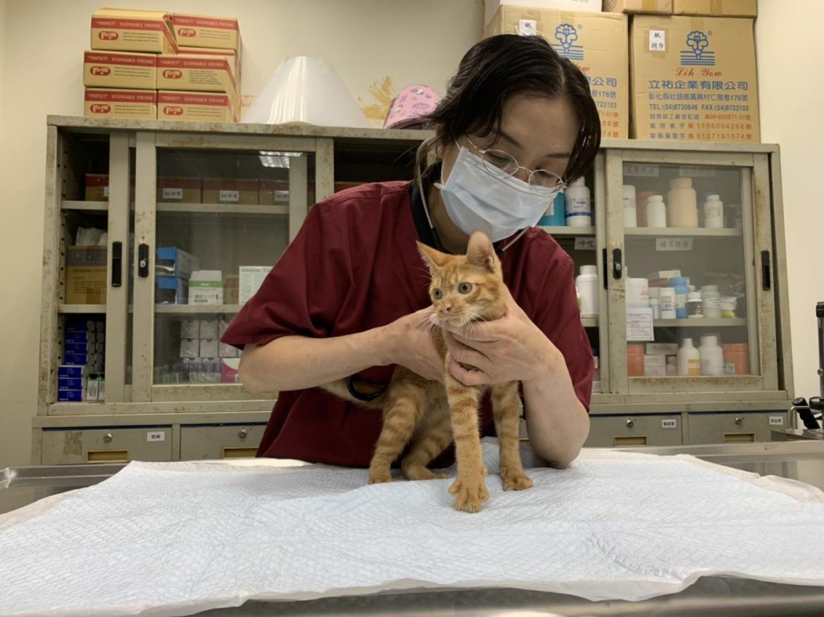 杜絕貓犬罹患「心血管疾病」風險  新北動保處獸醫教四大徵兆