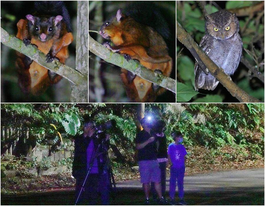 用鏡頭看鳥事∕林中觀察黃嘴角鴞　臺灣大赤鼯鼠插花搶鏡頭