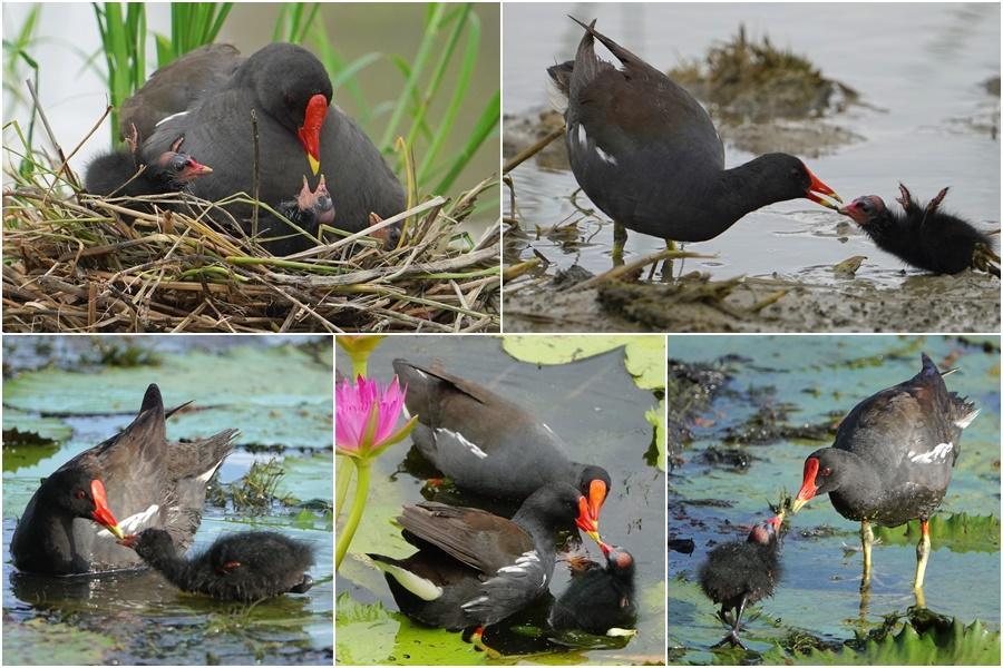用鏡頭看鳥事∕紅冠水雞繁殖力強　是益鳥或害鳥定位兩難？