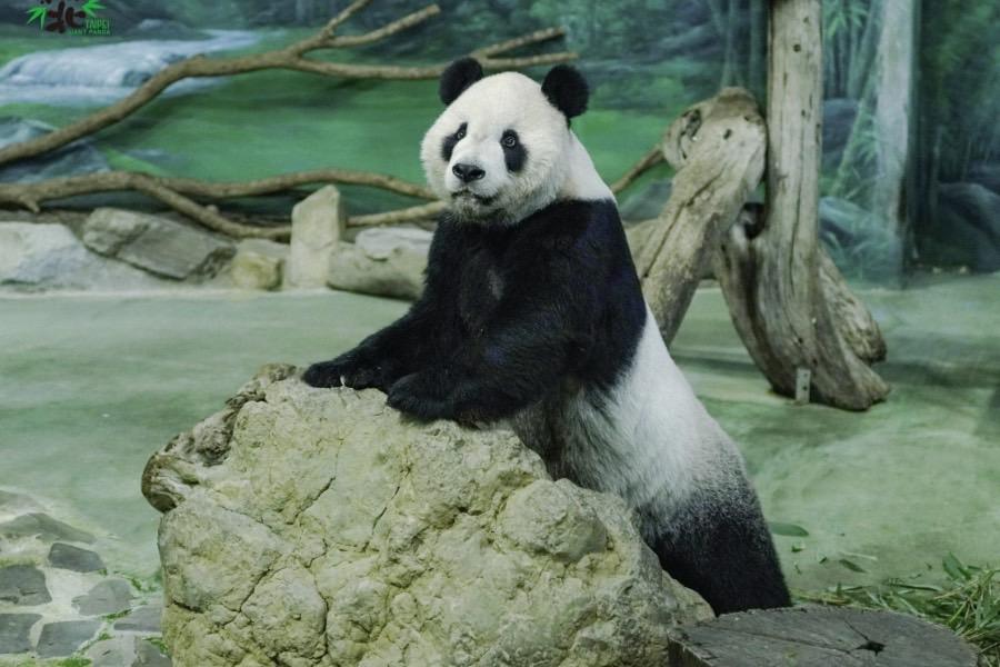 大貓熊「團團」排除腦血管病變導致癲癇　近期回動物園展示場