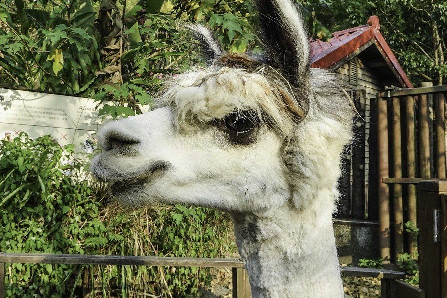 北市動物園新血加入！　4羊駝參加「我愛紅娘」配對