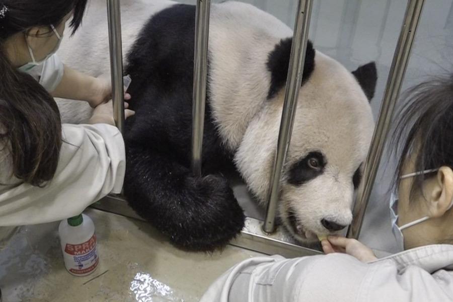 大貓熊團團病況惡化　動物園決定採舒緩照護、不再侵入檢查