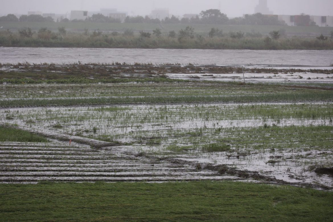 大雨狂炸水淹蘭陽溪高灘地  蔥蒜遭淹沒農民損失慘重