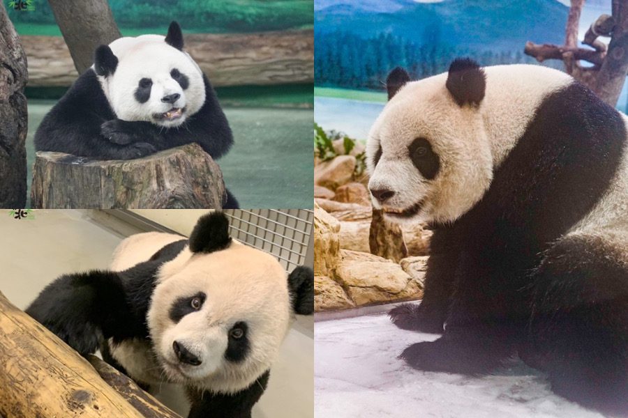 「團團」病況略微好轉　動物園設冰床給貓熊家族玩耍