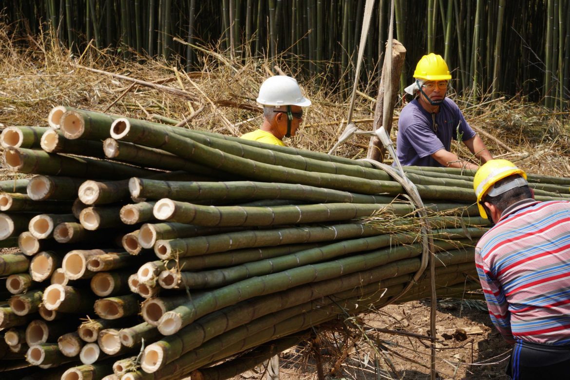 減碳當道  竹產業逆勢翻身   跨部會聯手共譜發展新願景