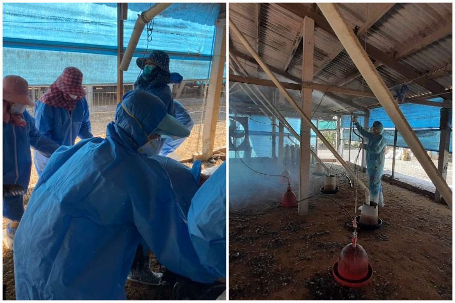 候鳥遷徙H5N1禽流感疫情升溫　雲林撲殺１.2萬隻土雞