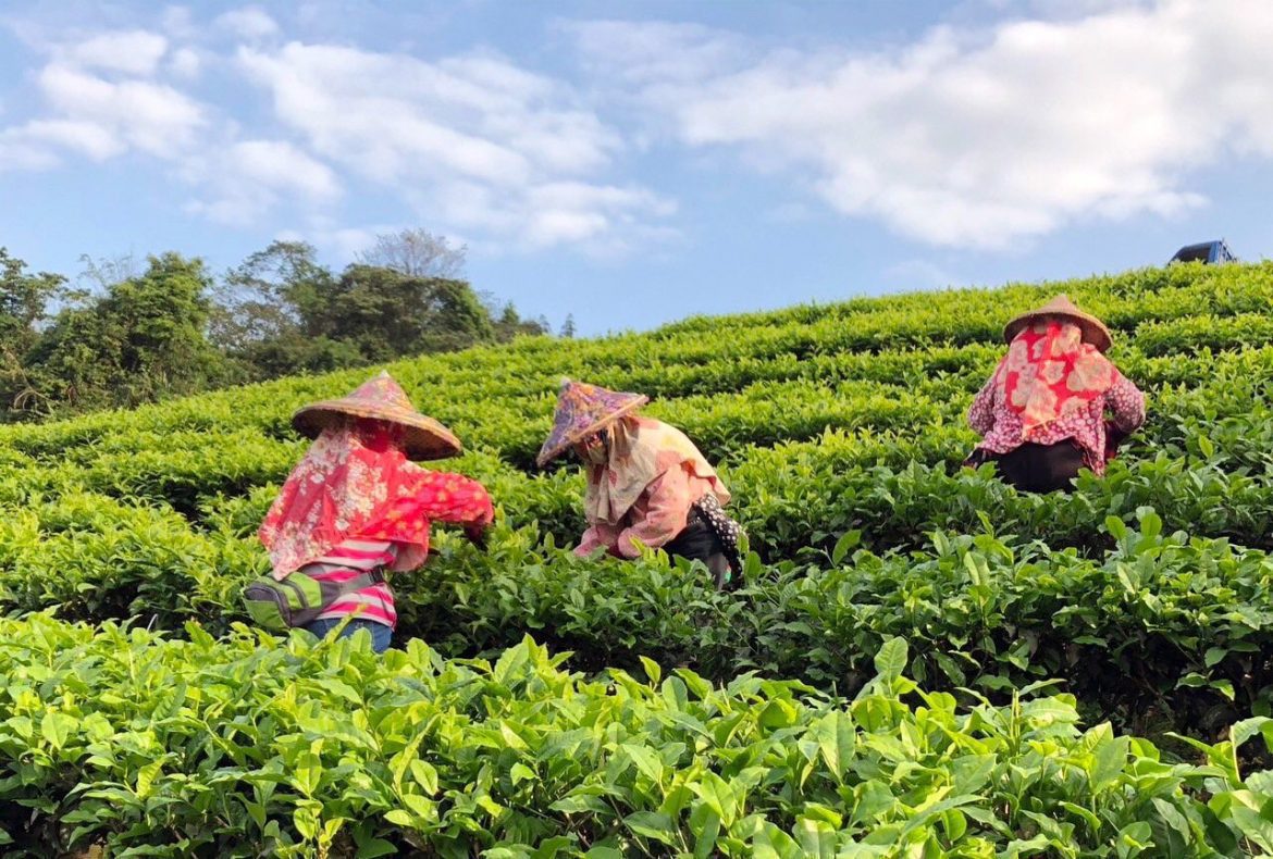 宜紅茶苑以茶會友  用數位力發揚宜蘭茶文化