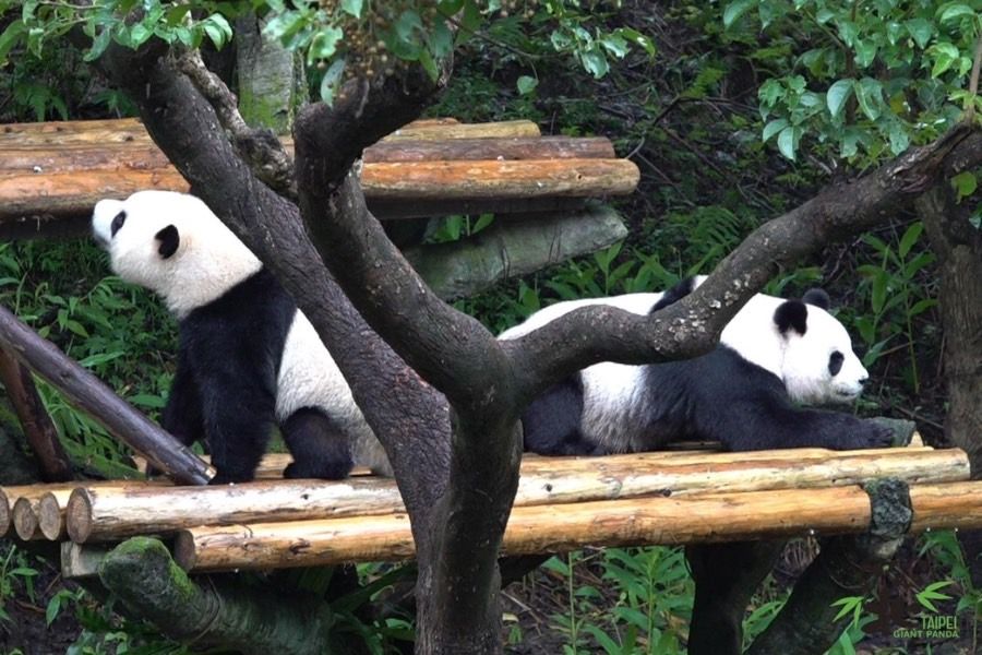 北市動物園「圓寶」長大了！　即日起獨立訓練　想看圓圓、圓寶同框動作要快！