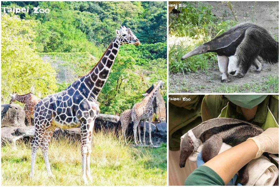 北市動物園大食蟻獸「口袋莎」難產身亡　長頸鹿「菊忠」猝逝