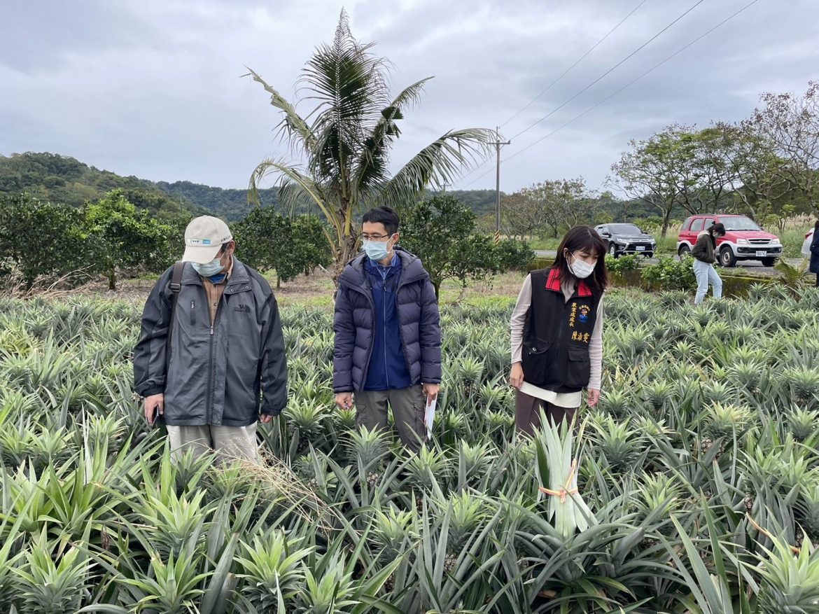 花蓮縣瑞穗鄉鳳梨花寒害 縣政府爭取現金救助