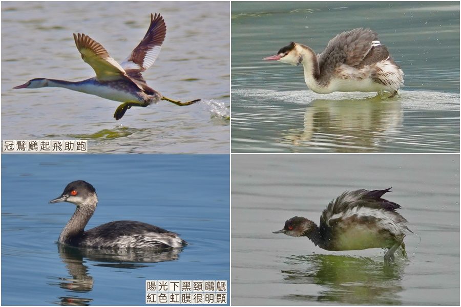 影音∕用鏡頭看鳥事∕稀有鸊鷈科冬候鳥連續飛臨　蘭陽平原再添鳥趣