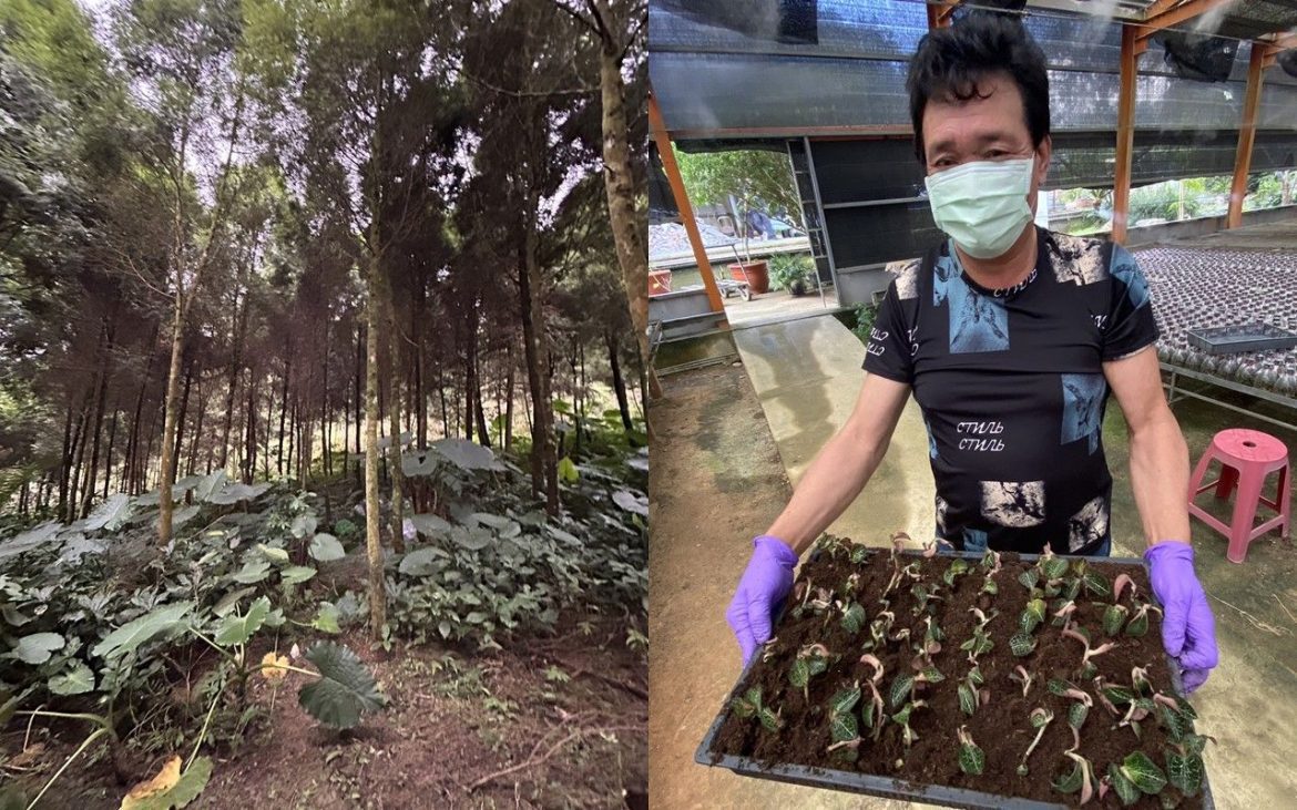 臺灣真有土匪山!?　嘉義林管處邀您一起土匪從良「樂活當金主」