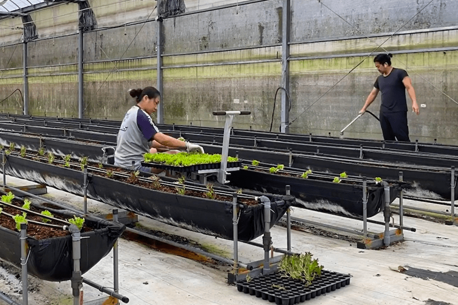 雙溪也有草莓園！　新北農業局助青農夫婦打造智慧環控溫室