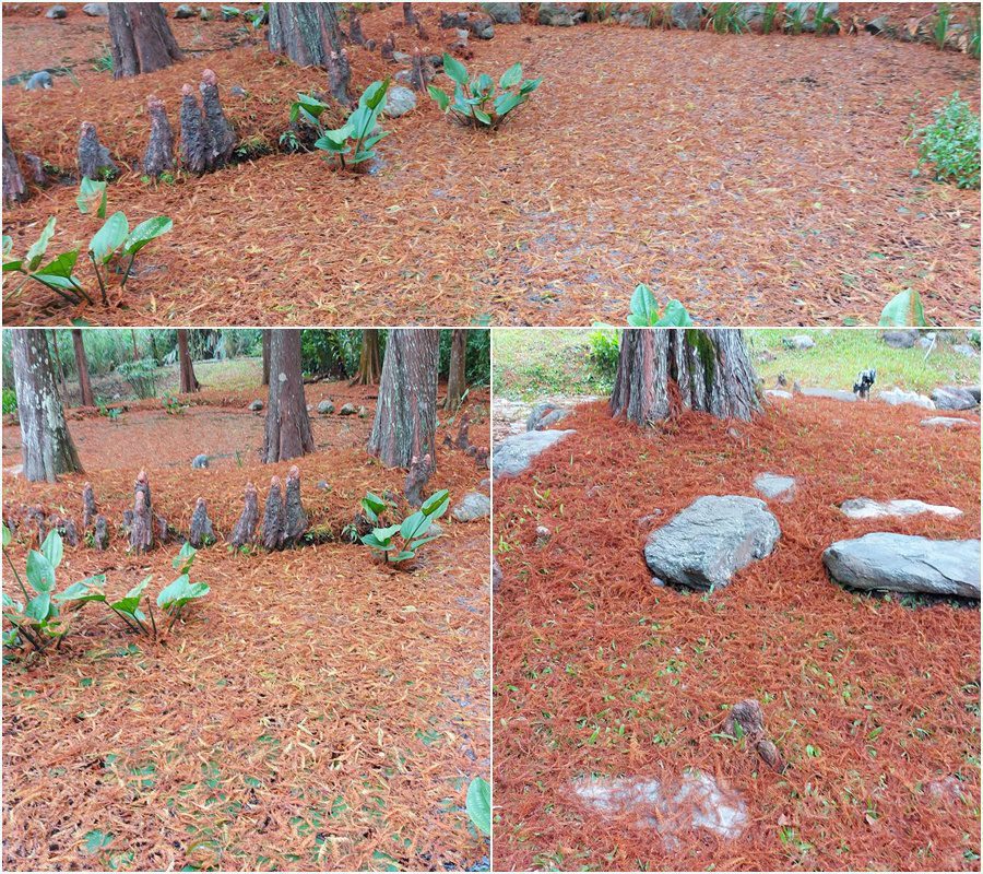 後山小調∕落葉染紅了大地